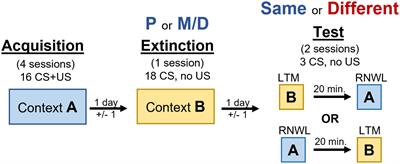 Estrous cycle state-dependent renewal of appetitive behavior recruits unique patterns of Arc mRNA in female rats